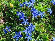 20 Gentiana verna- Genziana primaticcia